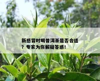 新感冒时喝普洱茶是否合适？专家为你解疑答惑！