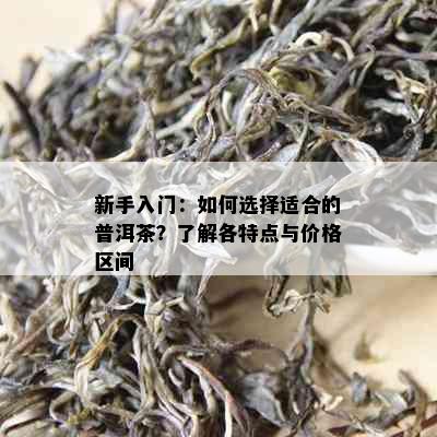 新手入门：如何选择适合的普洱茶？了解各特点与价格区间