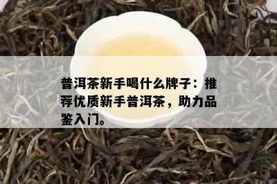 普洱茶新手喝什么牌子：推荐优质新手普洱茶，助力品鉴入门。