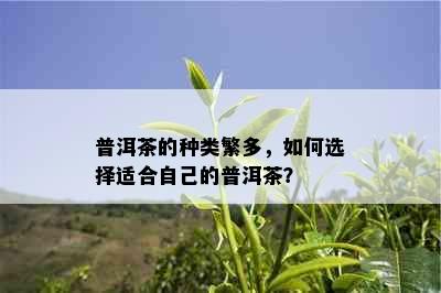 普洱茶的种类繁多，如何选择适合自己的普洱茶？