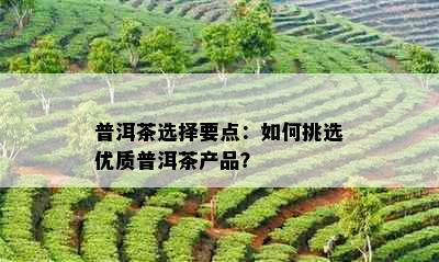 普洱茶选择要点：如何挑选优质普洱茶产品？