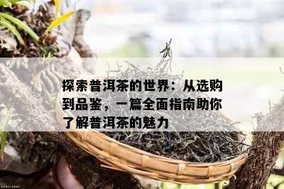 探索普洱茶的世界：从选购到品鉴，一篇全面指南助你了解普洱茶的魅力