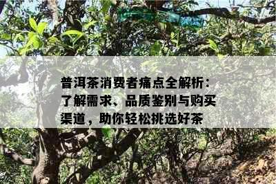 普洱茶消费者痛点全解析：了解需求、品质鉴别与购买渠道，助你轻松挑选好茶