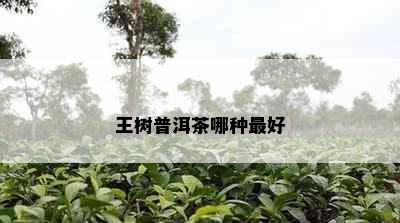 王树普洱茶哪种更好