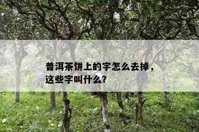 普洱茶饼上的字怎么去掉，这些字叫什么？