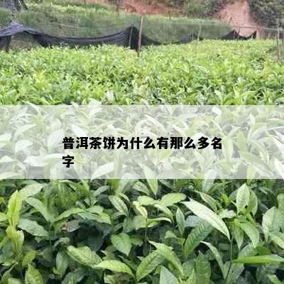 普洱茶饼为什么有那么多名字