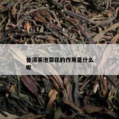 普洱茶泡菊花的作用是什么呢