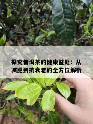 探究普洱茶的健康益处：从减肥到抗衰老的全方位解析