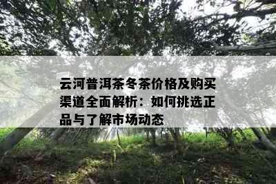 云河普洱茶冬茶价格及购买渠道全面解析：如何挑选正品与了解市场动态