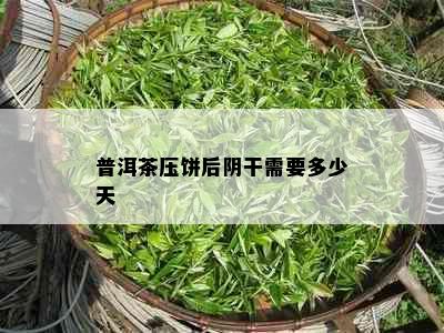 普洱茶压饼后阴干需要多少天