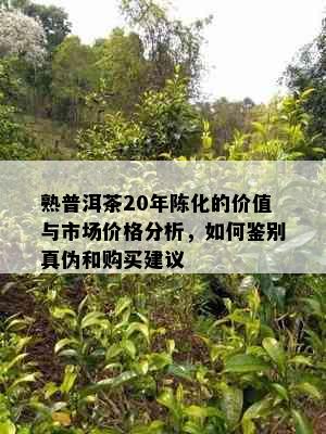 熟普洱茶20年陈化的价值与市场价格分析，如何鉴别真伪和购买建议