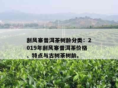 刮风寨普洱茶树龄分类：2019年刮风寨普洱茶价格、特点与古树茶树龄。