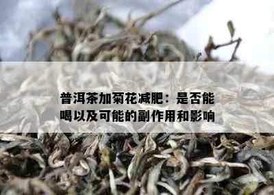 普洱茶加菊花减肥：是否能喝以及可能的副作用和影响