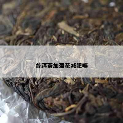 普洱茶加菊花减肥嘛