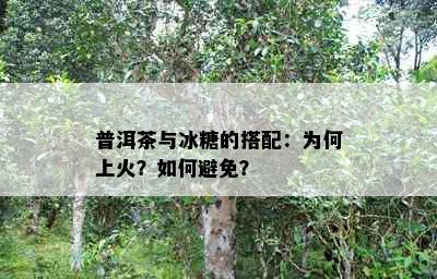 普洱茶与冰糖的搭配：为何上火？如何避免？