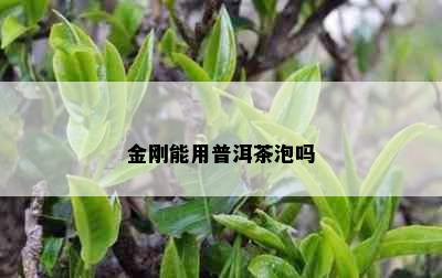 金刚能用普洱茶泡吗