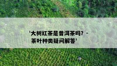 '大树红茶是普洱茶吗？- 茶叶种类疑问解答'