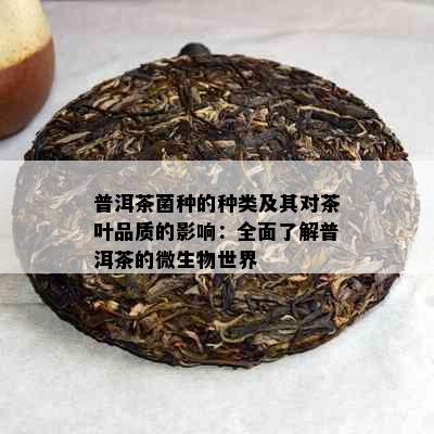 普洱茶菌种的种类及其对茶叶品质的影响：全面了解普洱茶的微生物世界