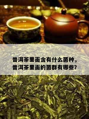 普洱茶里面含有什么菌种，普洱茶里面的菌群有哪些？