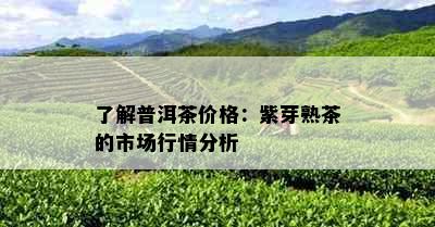 了解普洱茶价格：紫芽熟茶的市场行情分析