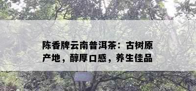 陈香牌云南普洱茶：古树原产地，醇厚口感，养生佳品