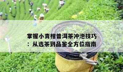 掌握小青柑普洱茶冲泡技巧：从选茶到品鉴全方位指南