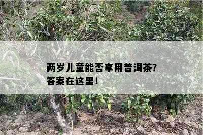 两岁儿童能否享用普洱茶？答案在这里！