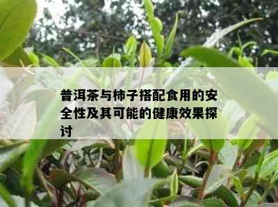 普洱茶与柿子搭配食用的安全性及其可能的健康效果探讨