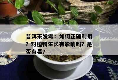 普洱茶发霉：如何正确利用？对植物生长有影响吗？是否有？