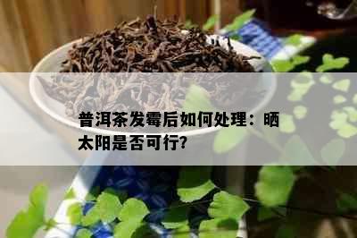 普洱茶发霉后如何处理：晒太阳是否可行？