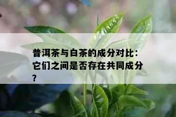 普洱茶与白茶的成分对比：它们之间是否存在共同成分？