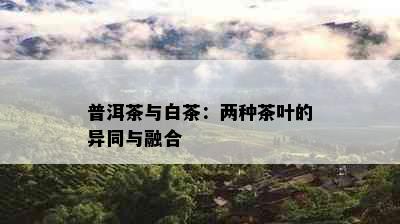 普洱茶与白茶：两种茶叶的异同与融合