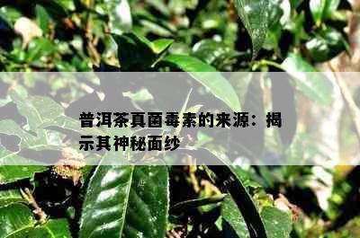 普洱茶真菌素的来源：揭示其神秘面纱