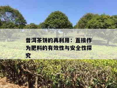 普洱茶饼的再利用：直接作为肥料的有效性与安全性探究