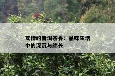 友情的普洱茶香：品味生活中的深沉与绵长