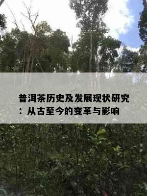 普洱茶历史及发展现状研究：从古至今的变革与影响