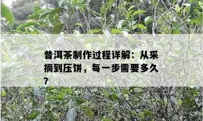 普洱茶制作过程详解：从采摘到压饼，每一步需要多久？