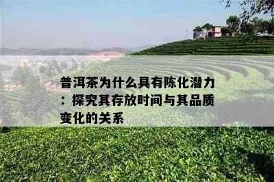 普洱茶为什么具有陈化潜力：探究其存放时间与其品质变化的关系