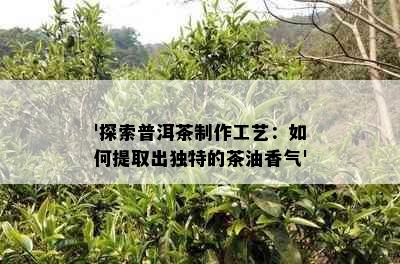 '探索普洱茶制作工艺：如何提取出独特的茶油香气'