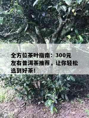 全方位茶叶指南：300元左右普洱茶推荐，让你轻松选到好茶！