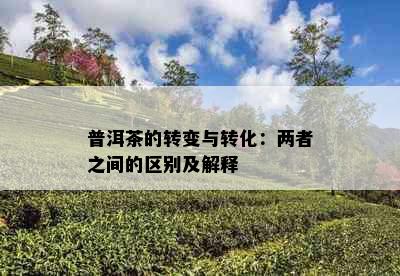 普洱茶的转变与转化：两者之间的区别及解释