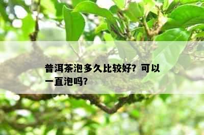 普洱茶泡多久比较好？可以一直泡吗？