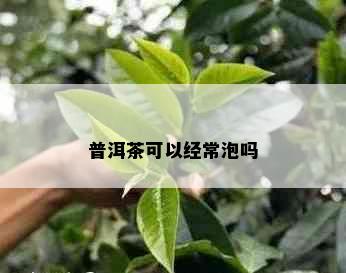 普洱茶可以经常泡吗