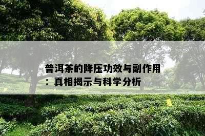 普洱茶的降压功效与副作用：真相揭示与科学分析