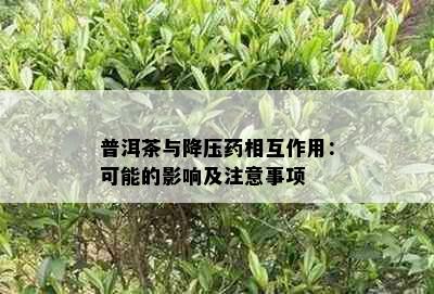 普洱茶与降压相互作用：可能的影响及注意事项