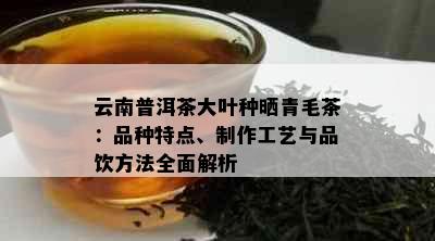 云南普洱茶大叶种晒青毛茶：品种特点、制作工艺与品饮方法全面解析