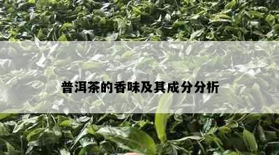 普洱茶的香味及其成分分析