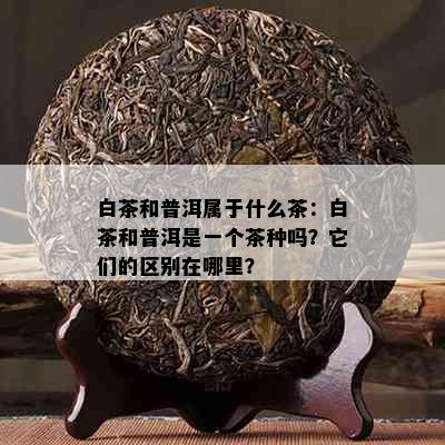 白茶和普洱属于什么茶：白茶和普洱是一个茶种吗？它们的区别在哪里？