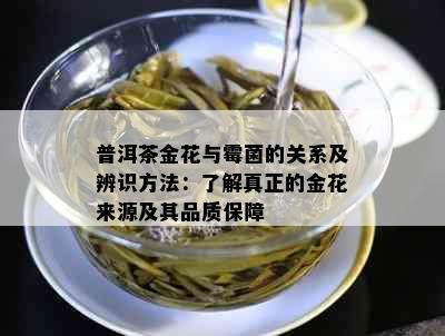 普洱茶金花与霉菌的关系及辨识方法：了解真正的金花来源及其品质保障