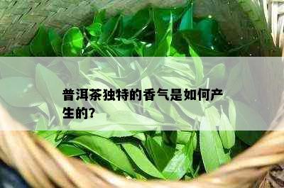 普洱茶独特的香气是如何产生的？